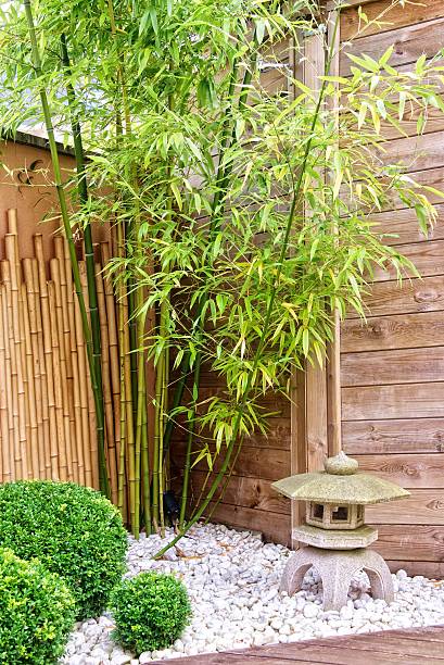 istock Japanese garden with bamboos and stone lantern 503915377