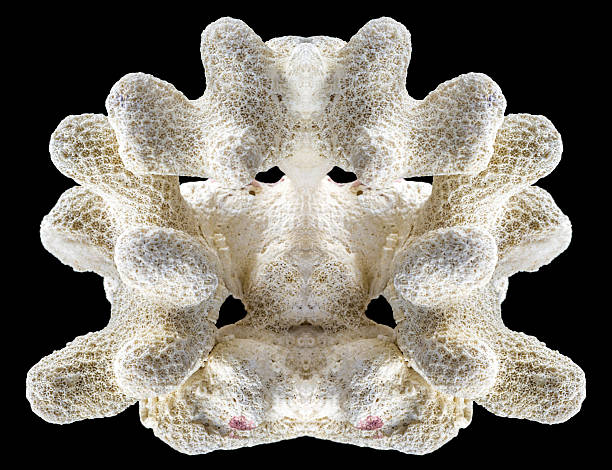 White perfectly symmetrical coral fossil isolated on black background