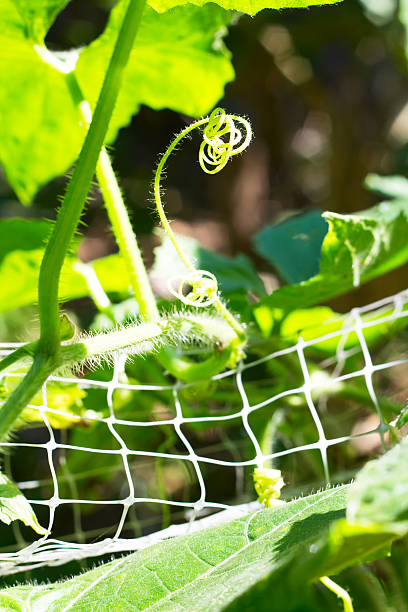 istock tendrils pumpkin and leaf selective focus with shallow depth of 503917580