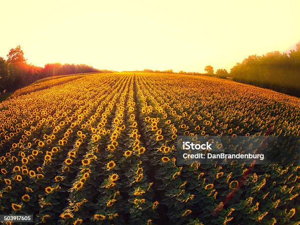 Field Of Sunflowers Stock Photo - Download Image Now - Sunflower, Lexington - Kentucky, Aerial View