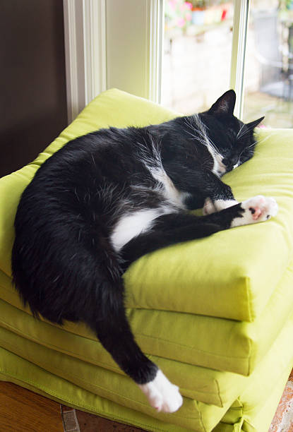 Color image depicting a lazy cat lying down outdoors. Room for copy space.