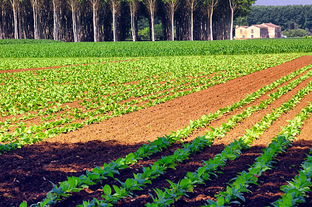 Country landscape in Midi-Pyrenees (France)