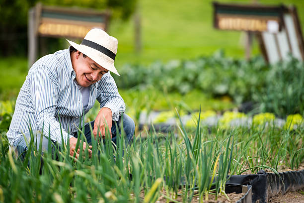 istock Farmer at his farm 503918459