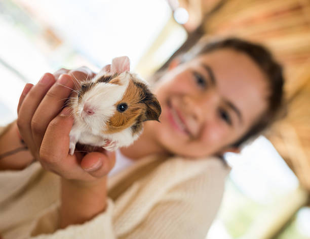 girl holding guinea pig - animals in captivity stok fotoğraflar ve resimler