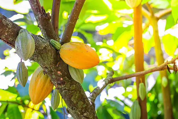 Cocoa fruits hanging in the tree