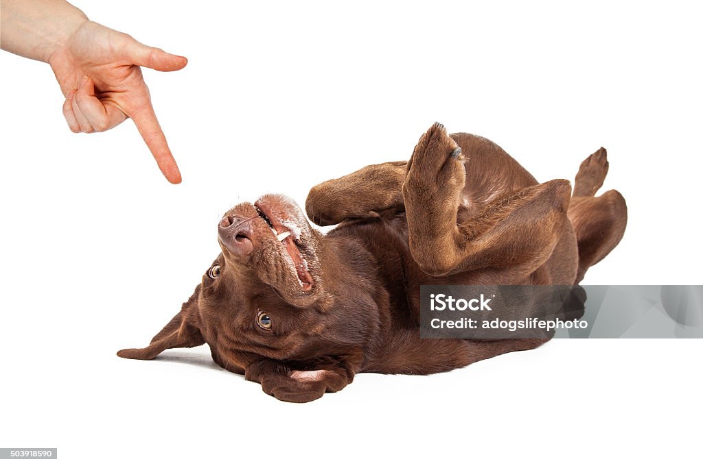 Play Dead Command For Dog Training Human hand giving a command for a play dead trick to a chocolate labrador retriever dog laying on its back Dog Stock Photo