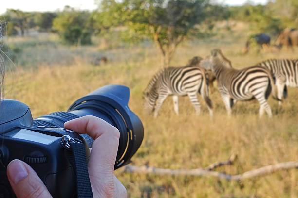fotografieren von wildtieren, südafrika - kruger national park national park southern africa africa stock-fotos und bilder