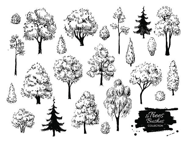 illustrations, cliparts, dessins animés et icônes de grand ensemble de croquis dessiné main d'arbres. - pine tree forest summer evergreen tree