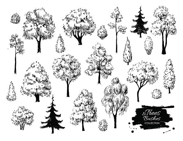 Sketched Tree Vector Clipart