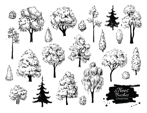 Big set of hand drawn tree sketches. Artistic drawing.