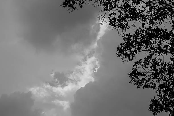 istock Black and White Landscape of Trees Silhouetted 503919040
