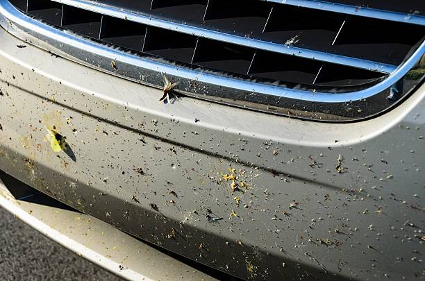 Dead Bugs on a Front Bumper stock photo