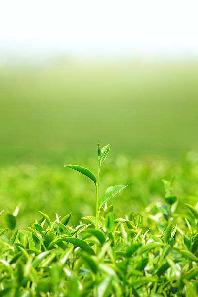 istock Green tea and leaves 503919300