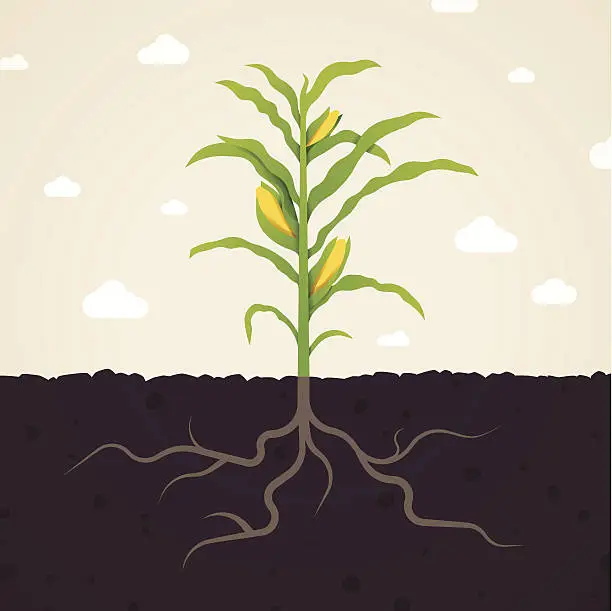 Vector illustration of Corn
