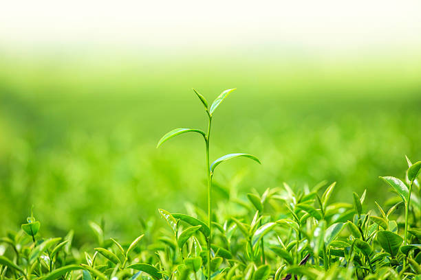 Green tea bud and fresh leaves
