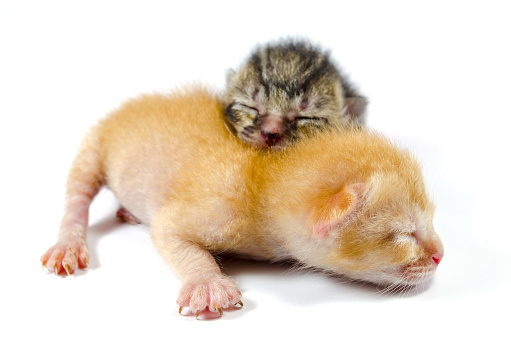 Newly born kittens with focus on ginger kitten