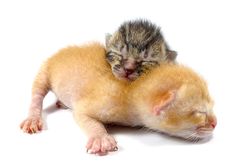 Focus on newly born tabby kitten with ginger kitten