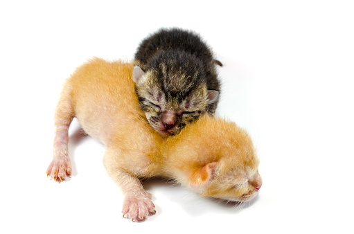 Newly born tabby and ginger kittens together