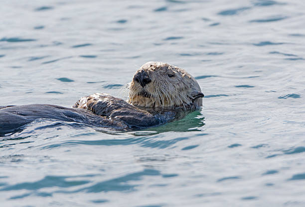 istock Sea Otter Close-up 503920048