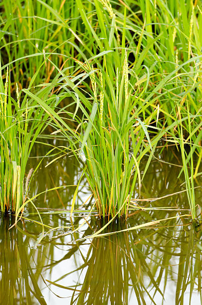istock The paddy rice close up and green background 503920202