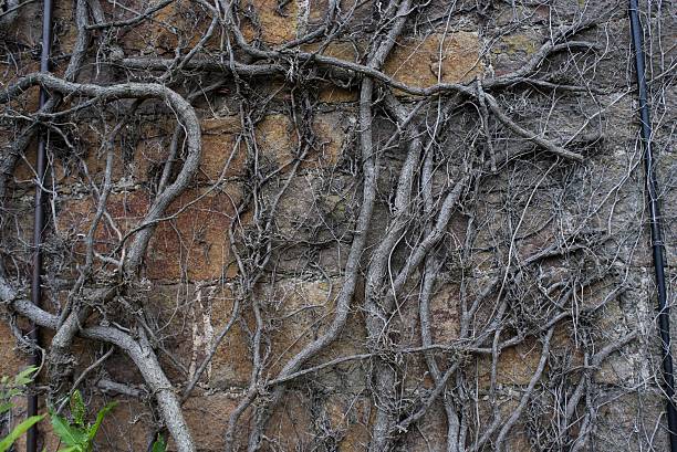 istock Plant - Creeping vines - Close up 503920407