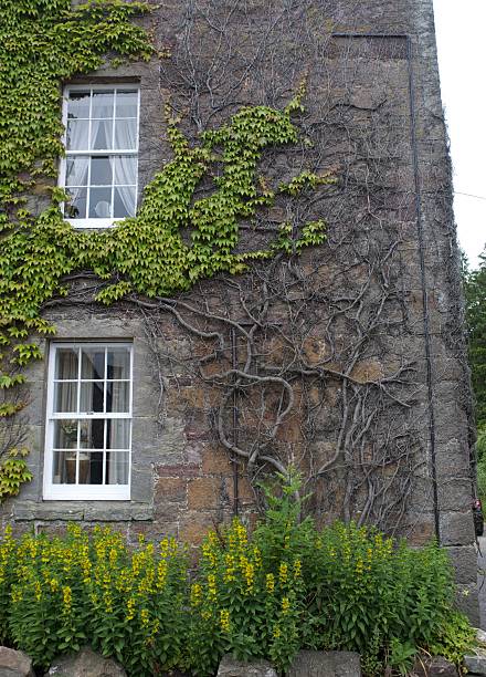 istock Plant - Creeping vine on House 503920419
