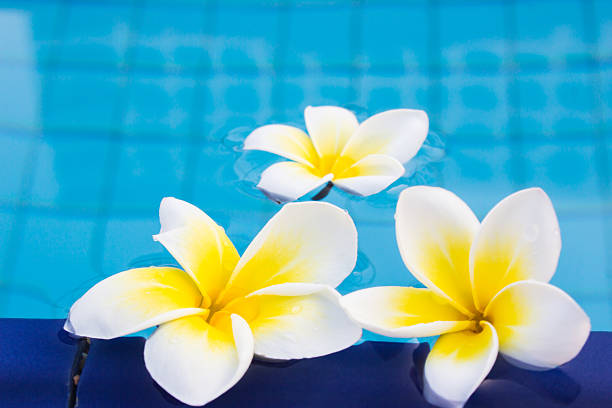 istock Frangipani On The Pool For Spa Concept 503920731