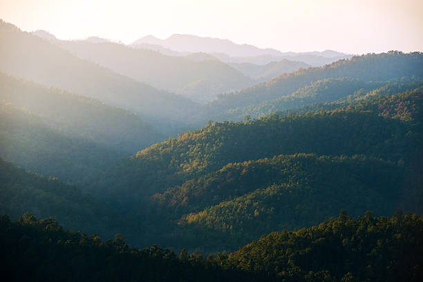 istock Nice sence of forest mountain 503920742