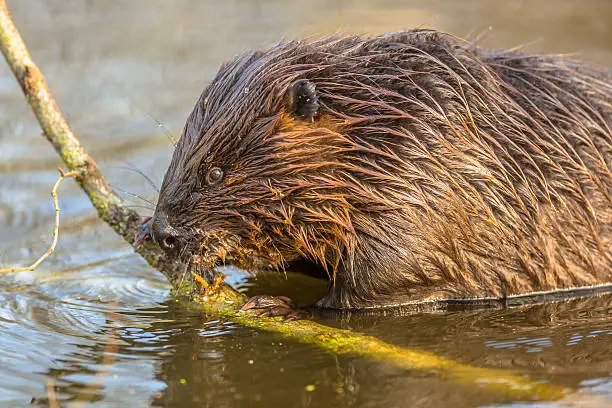 Eurasian beaver (Castor fiber) one of the largest rodents in the world. It is well adapted to fulfil its role as a vital engineer of swamp habitats
