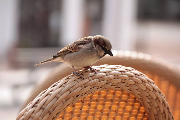 istock sparrow on loom chair looking for crumbs 503920842