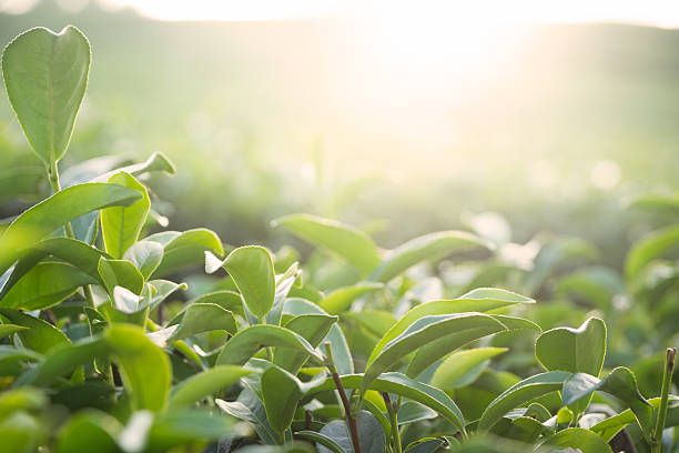 Tea leaves in sun rays stock photo