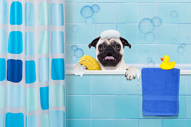 istock dog in shower 503920884