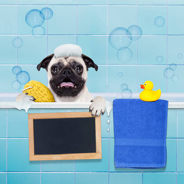 istock dog in shower 503921344