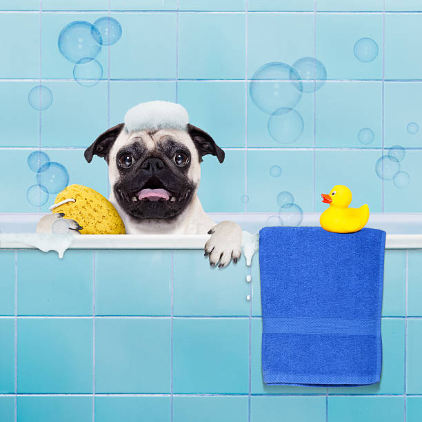 istock dog in shower 503921416