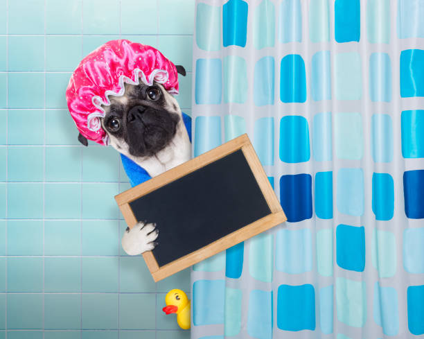 istock dog in shower 503921464