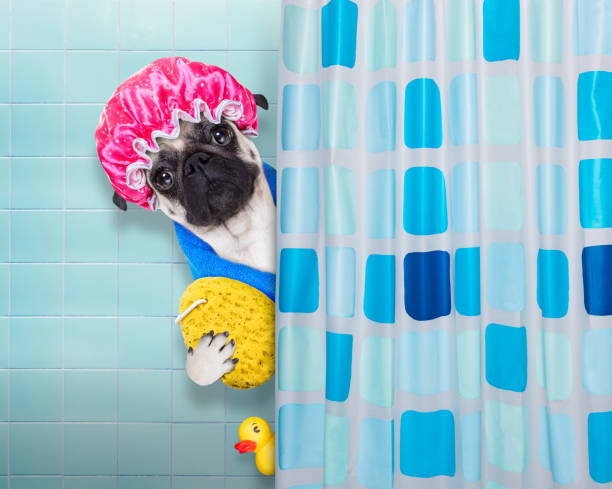 istock dog in shower 503921524