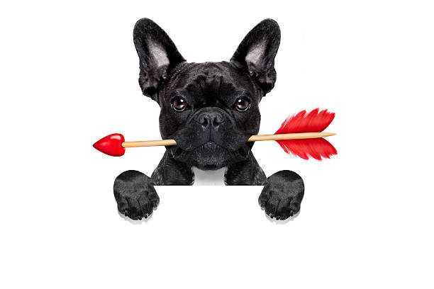 istock valentines dog in love 503921672