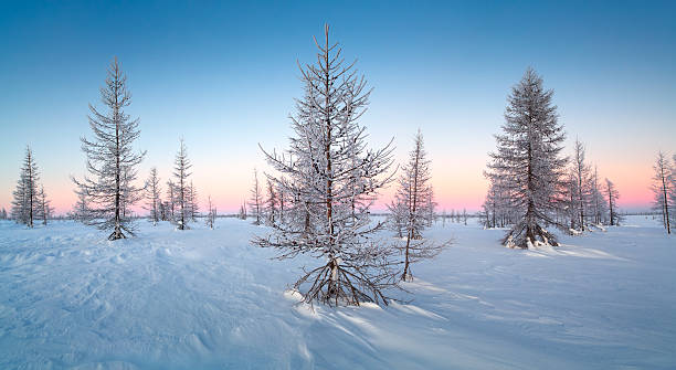 istock Beautiful winter landscape with snow covered trees 503921674