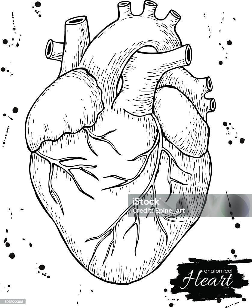 Anatomical human heart. Engraved detailed illustration. Anatomical human heart. Engraved detailed illustration. Hand drawn Heart Shape stock vector