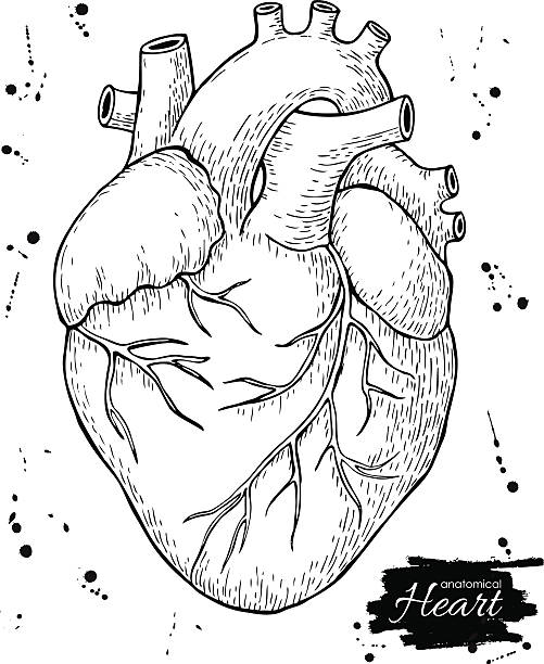 Anatomical human heart. Engraved detailed illustration. Anatomical human heart. Engraved detailed illustration. Hand drawn human heart sketch stock illustrations