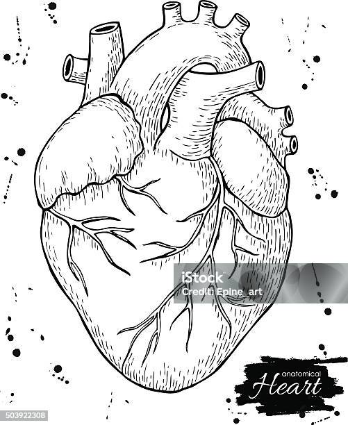 Anatomical Human Heart Engraved Detailed Illustration Stock Illustration - Download Image Now