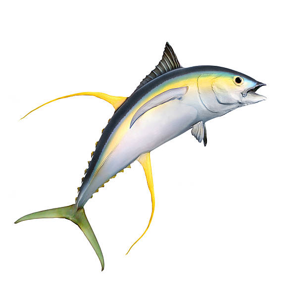 istock The Yellow Fin Tuna. 503922844