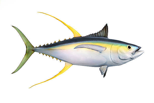 istock The Yellow Fin Tuna. 503922870