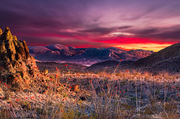 Big Bend Sunset Stunning sunset in Big Bend National Park featuring bright orange Ocotillo blooms in the foreground ocotillo cactus stock pictures, royalty-free photos & images