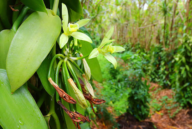 Vanilla flowers plantation on Reunion Island. Agriculture in tropical climate.