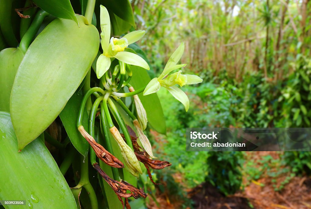 Vanilla flowers plantation. Vanilla flowers plantation on Reunion Island. Agriculture in tropical climate. Vanilla Stock Photo