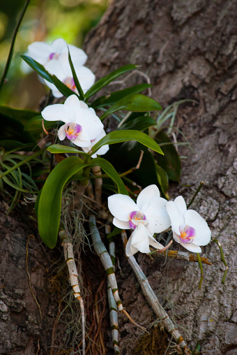 With Orchid standing up in a tree,