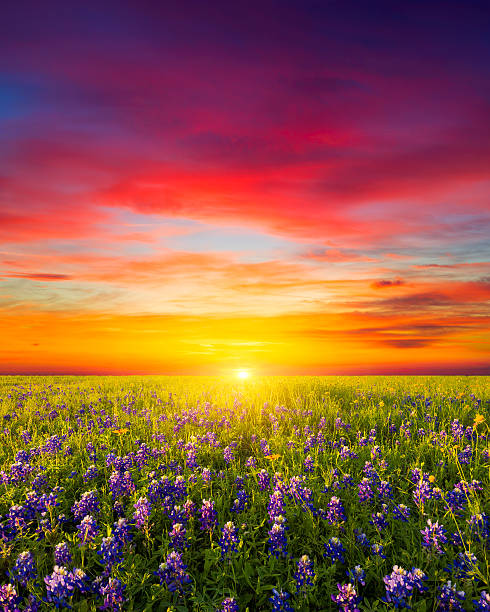 Texas Wildflowers Rural Texas bluebonnets and sunflowers at sunrise lupine flower photos stock pictures, royalty-free photos & images