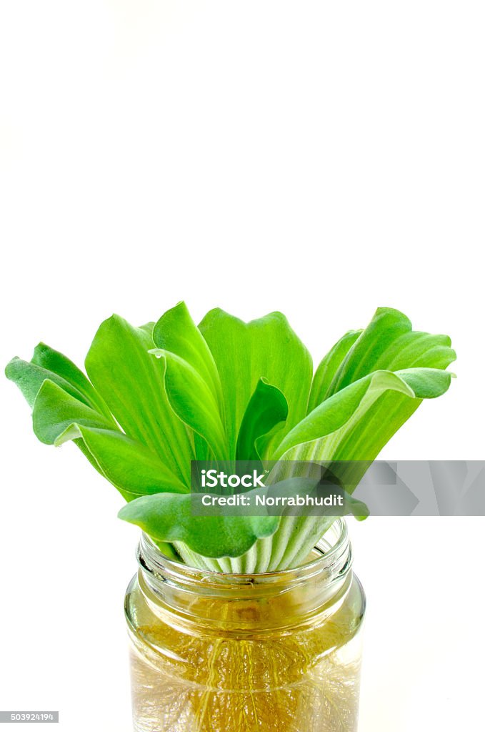 Water Lettuce in Jar Young water lettuce plant with roots in jar Water Lettuce Stock Photo