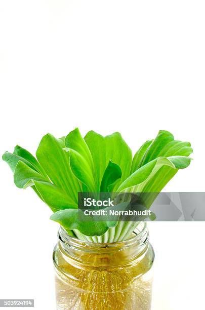 Water Lettuce In Jar Stock Photo - Download Image Now - Water Lettuce, Biology, Botany